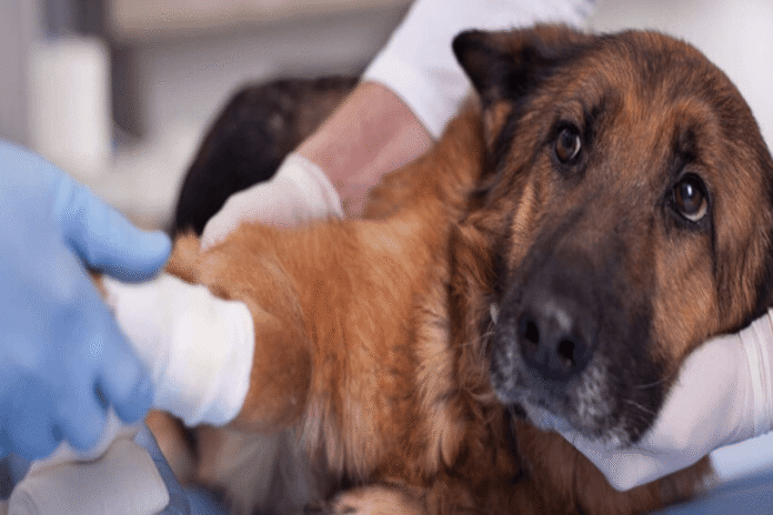 Μάθετε πώς να προσφέρετε πρώτες βοήθειες σε σκύλους στη δράση του ΕΕΣ στην Πλατεία Συντάγματος, με δωρεάν επιδείξεις και ενημέρωση.