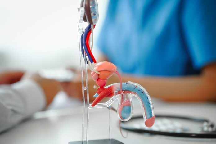 Μάθετε πώς ο καρκίνος του προστάτη επηρεάζει τη στύση και ποιες θεραπείες βοηθούν στην αποκατάσταση της σεξουαλικής λειτουργίας.